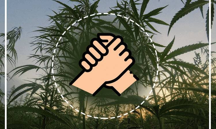 Cannabis, Covid-19, and CBD
