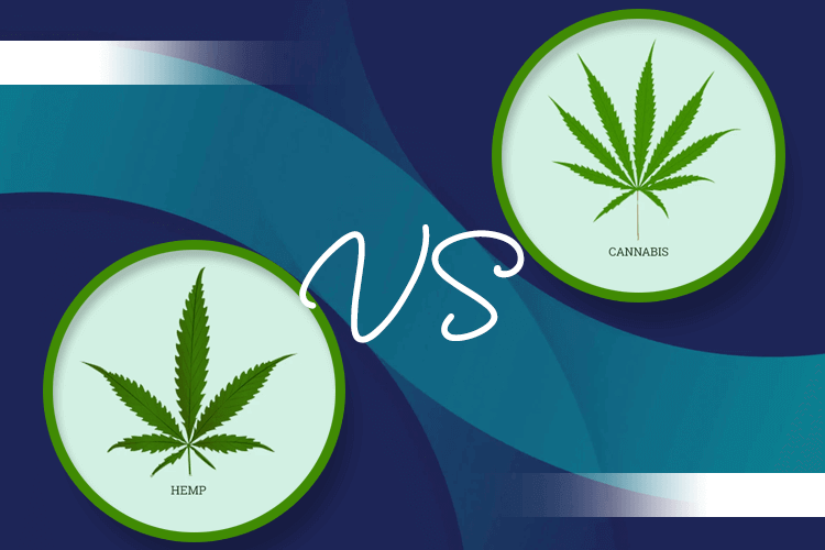 Hemp CBD Oil vs. Marijuana CBD oil, what is the difference?